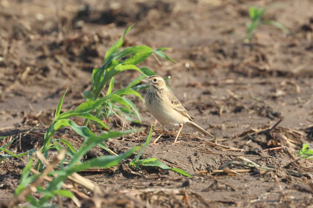 Richard's Pipit - ML612486070