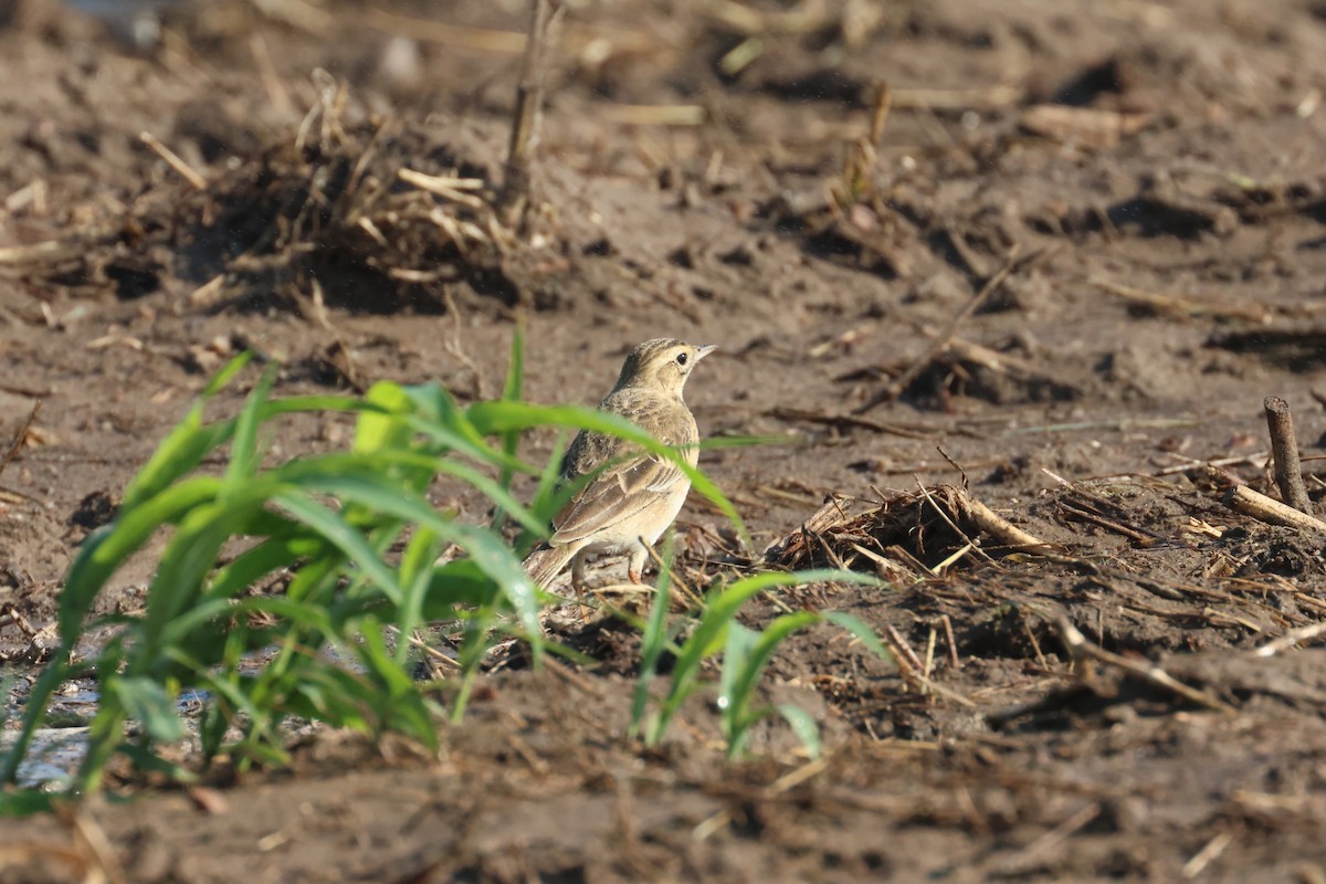 Richard's Pipit - ML612486072