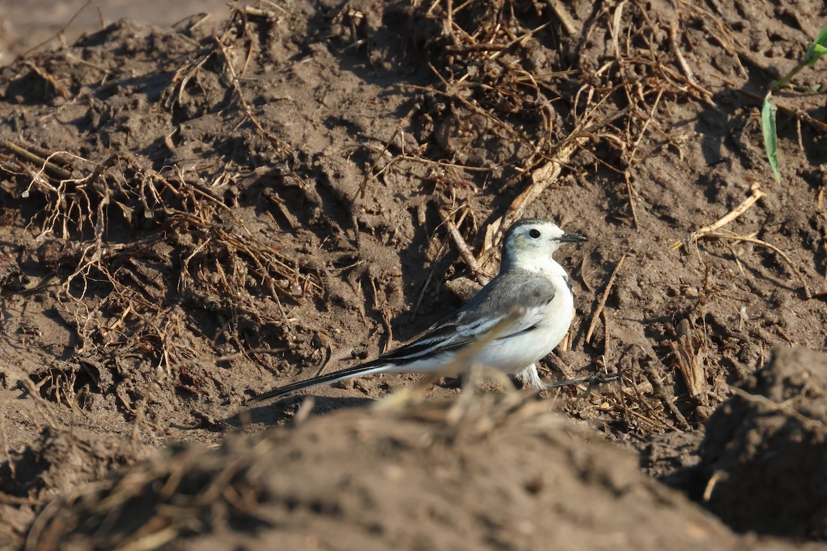 White Wagtail - ML612486087