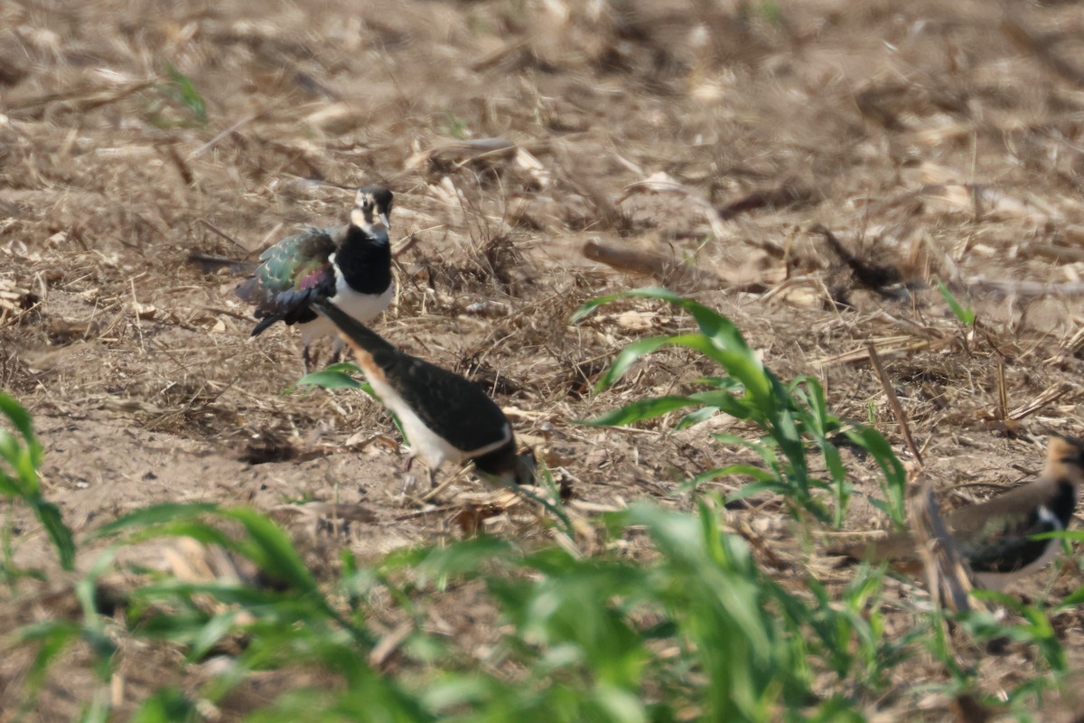 Northern Lapwing - ML612486156