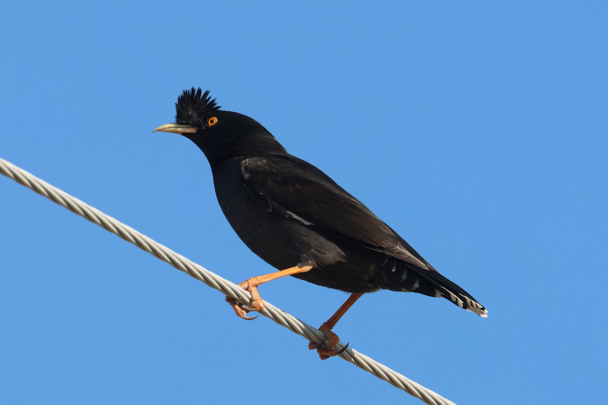 Crested Myna - ML612486208