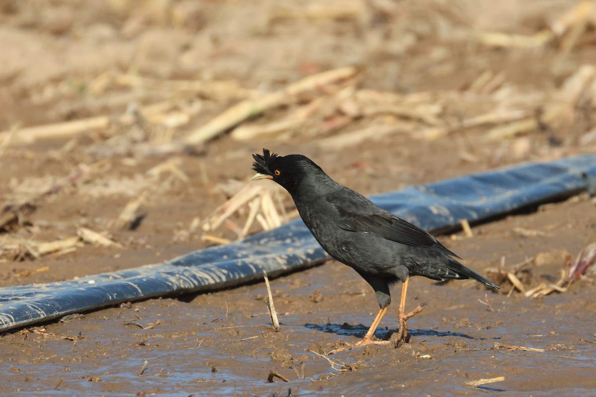 Crested Myna - ML612486209