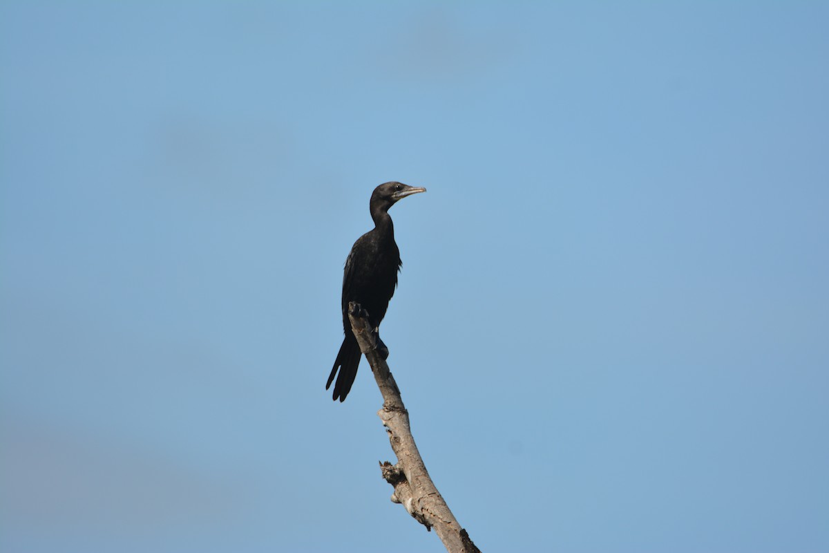 Little Cormorant - ML612486228