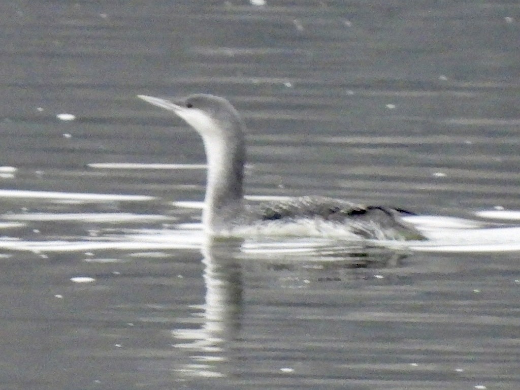 Red-throated Loon - ML612486252