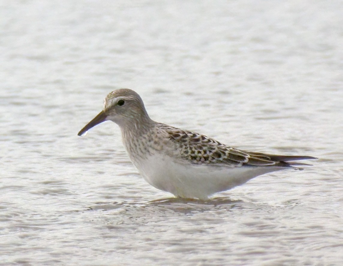 White-rumped Sandpiper - ML612486253