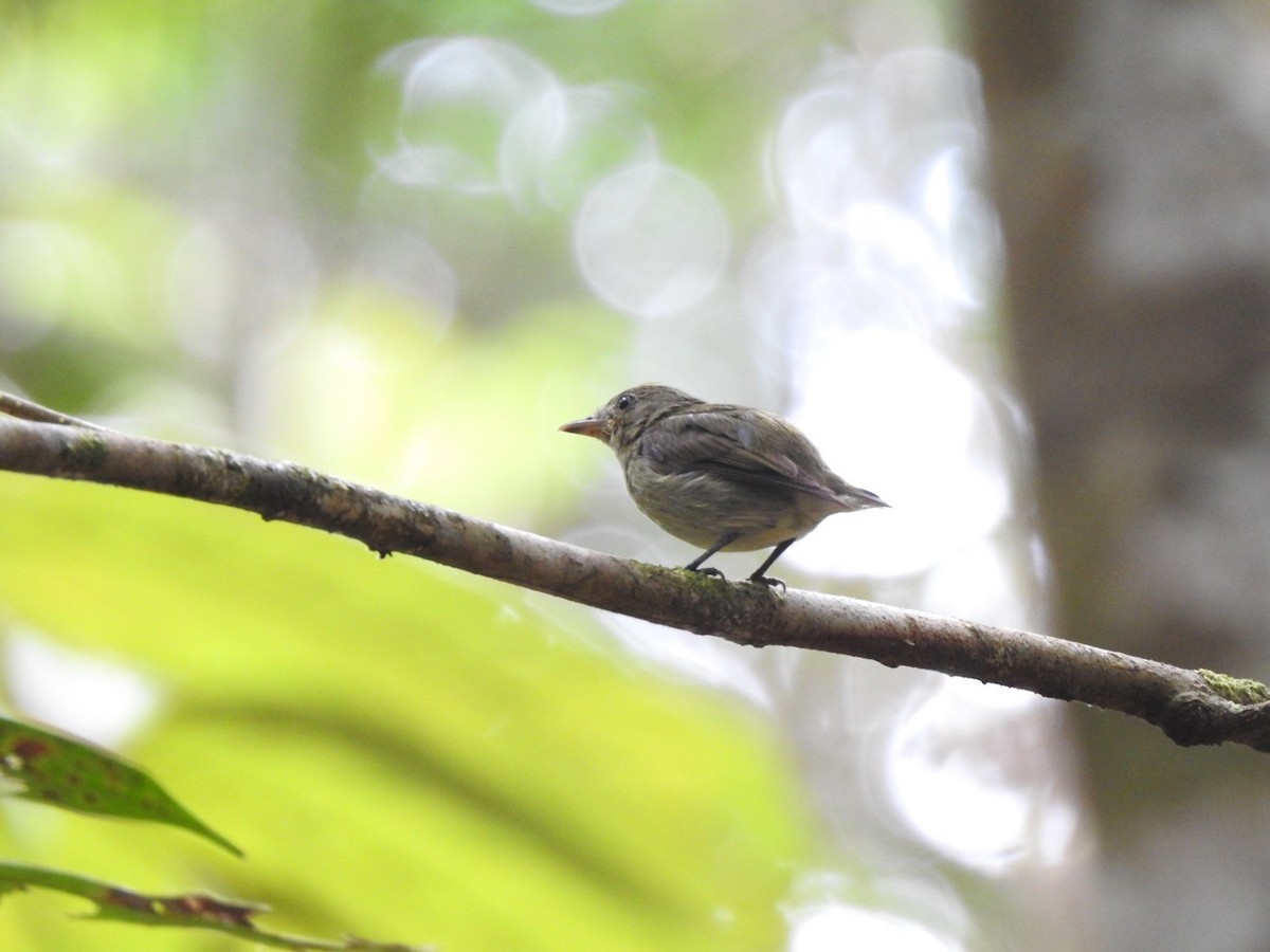 Tiny Tyrant-Manakin - ML612486261