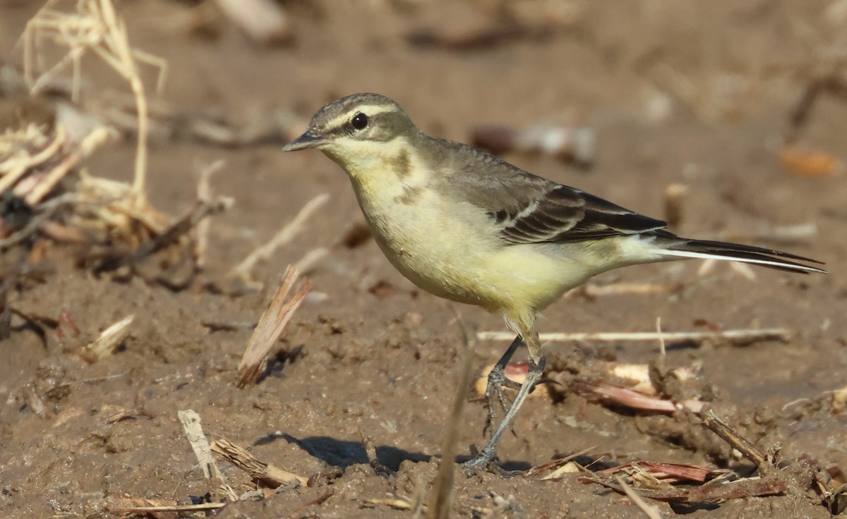 Eastern Yellow Wagtail - ML612486274