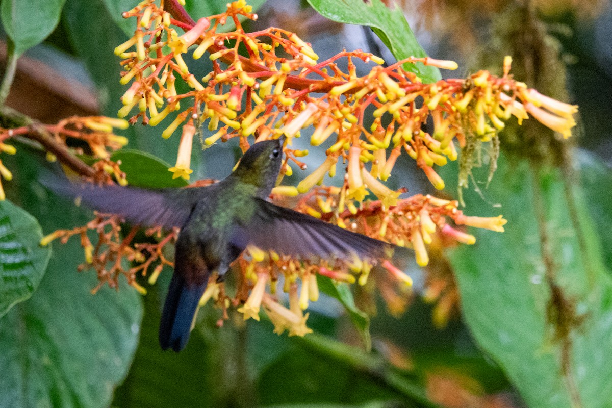 Hoary Puffleg - Paul Molina A