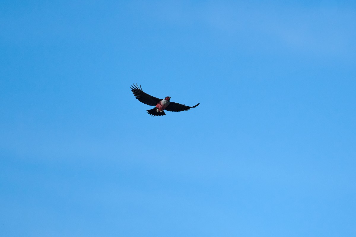 Lewis's Woodpecker - ML612486297
