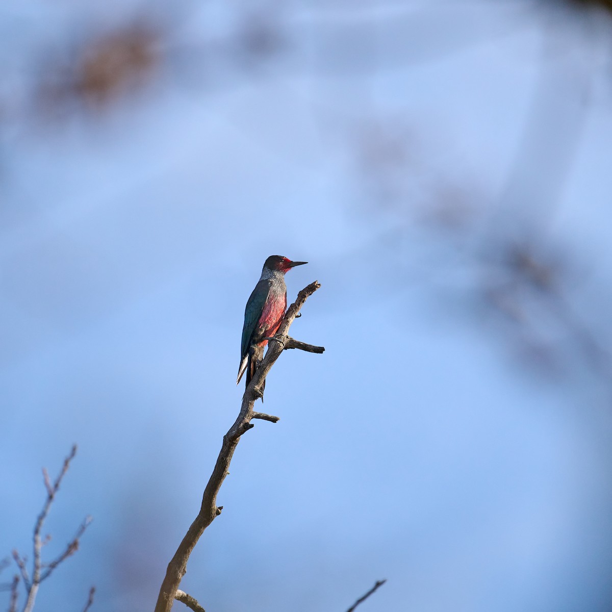 Lewis's Woodpecker - ML612486307