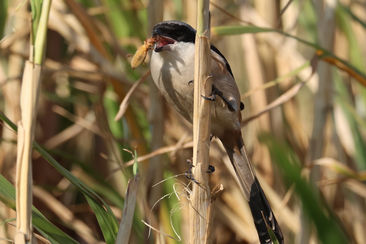 Long-tailed Shrike - 尤 俊華