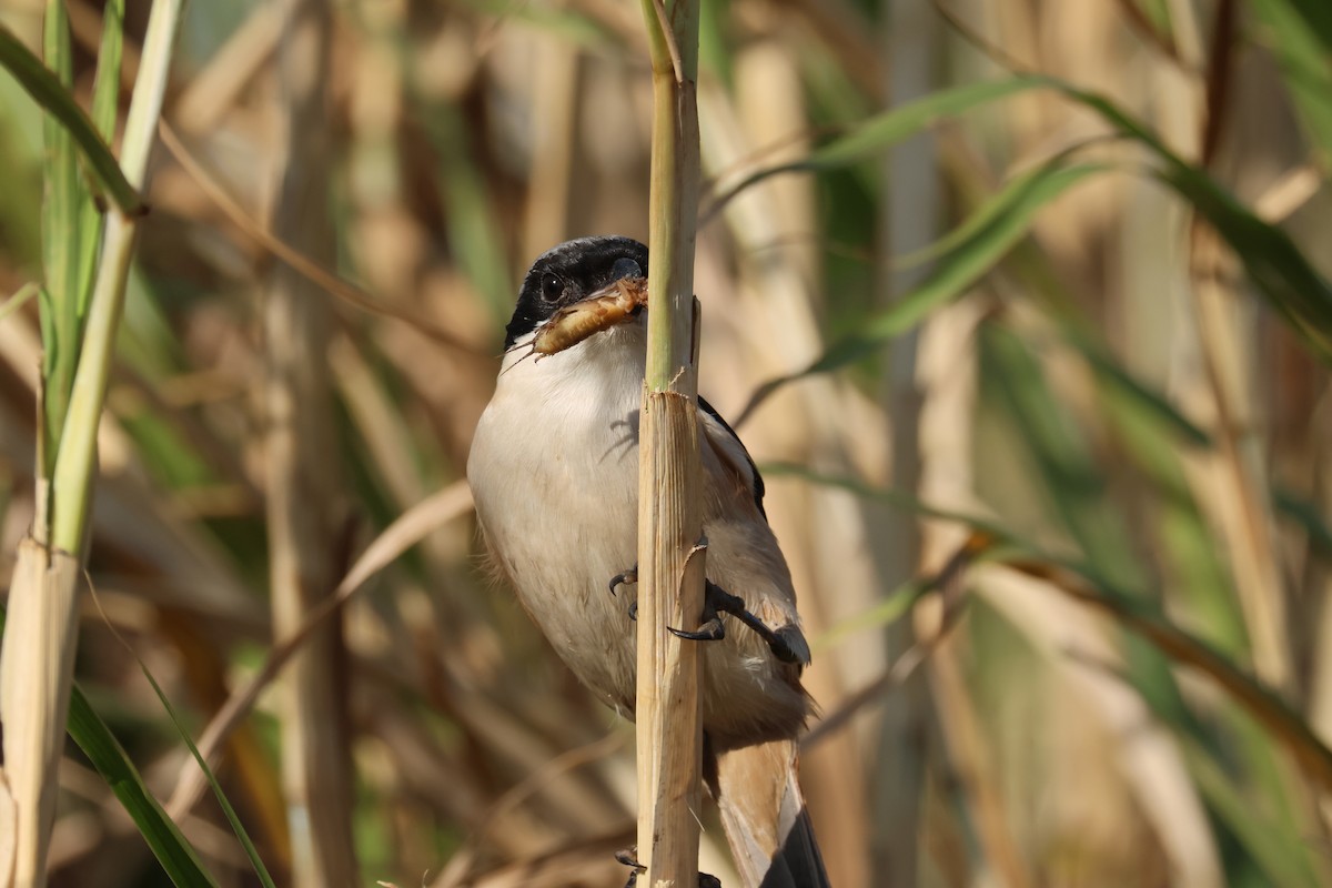 Long-tailed Shrike - ML612486339