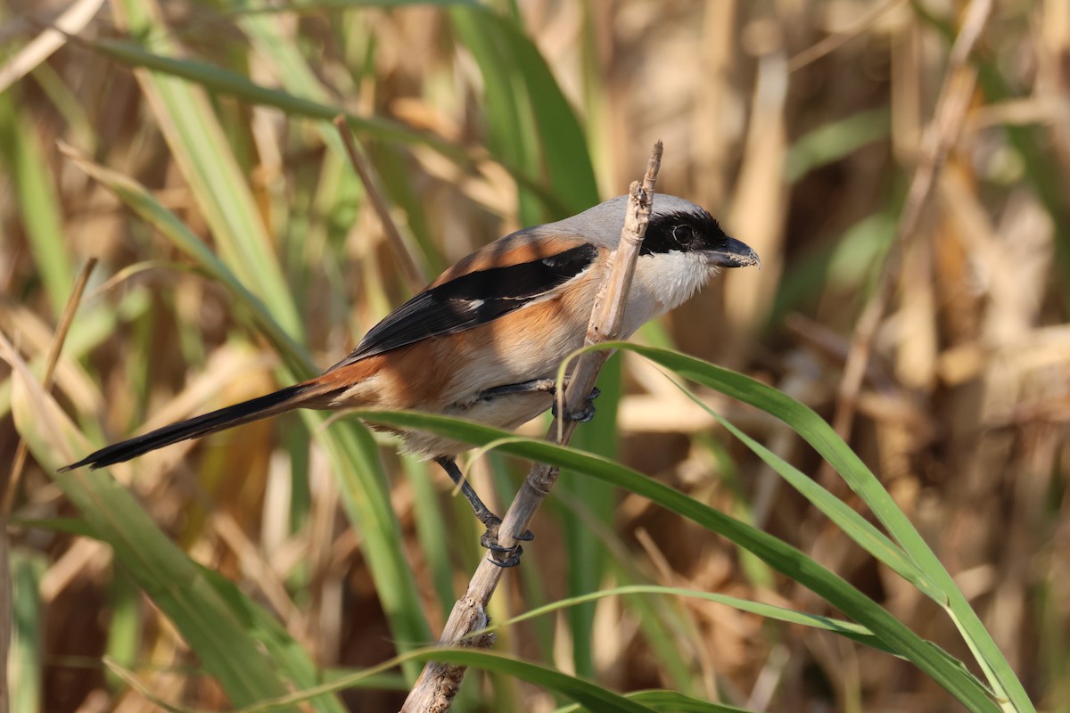 Long-tailed Shrike - ML612486340