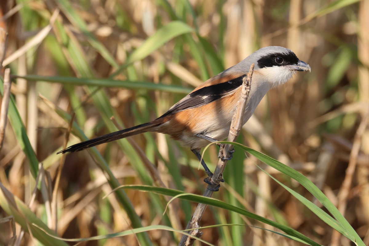 Long-tailed Shrike - ML612486343