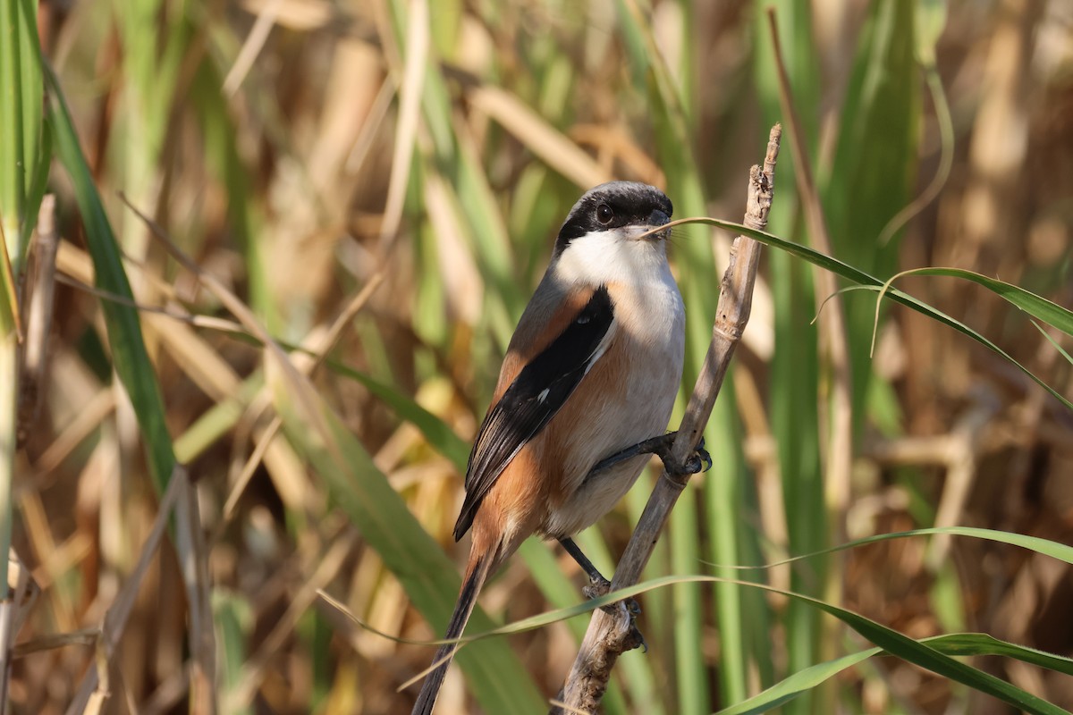 Long-tailed Shrike - 尤 俊華