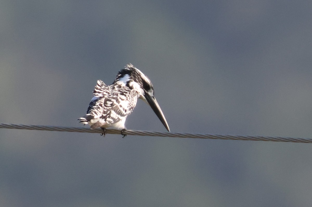 Pied Kingfisher - ML612486390