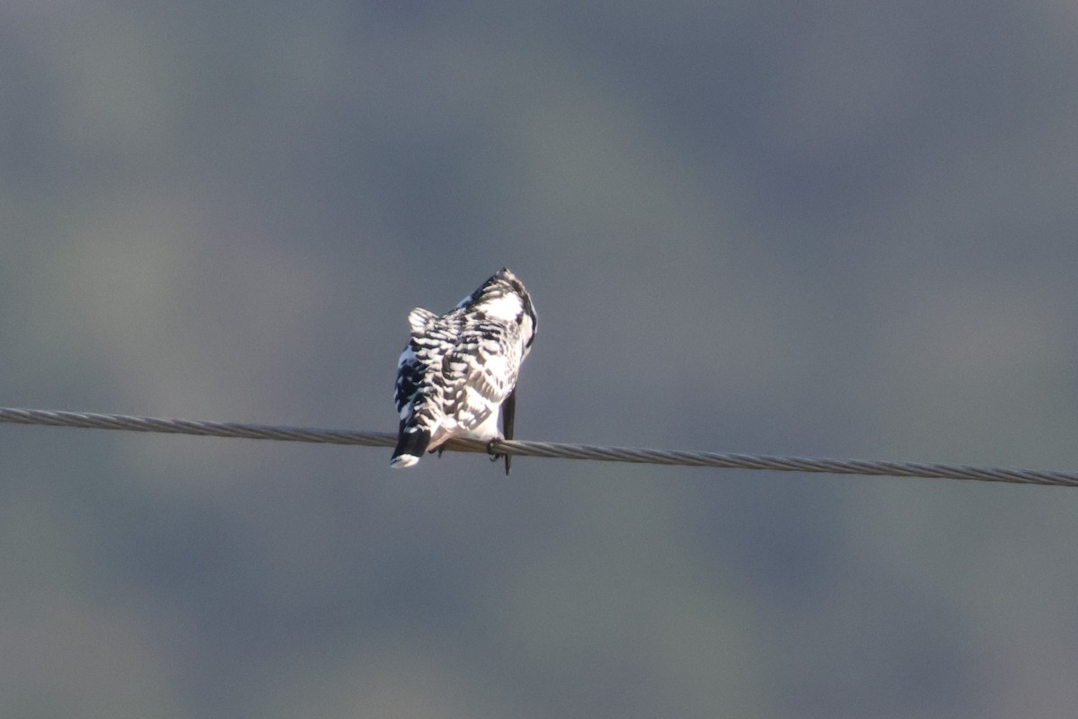 Pied Kingfisher - ML612486391