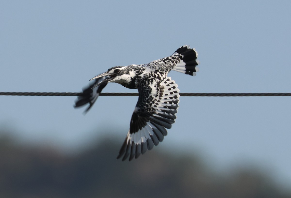 Pied Kingfisher - ML612486392