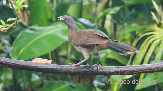 Ortalide à tête grise - ML612486401