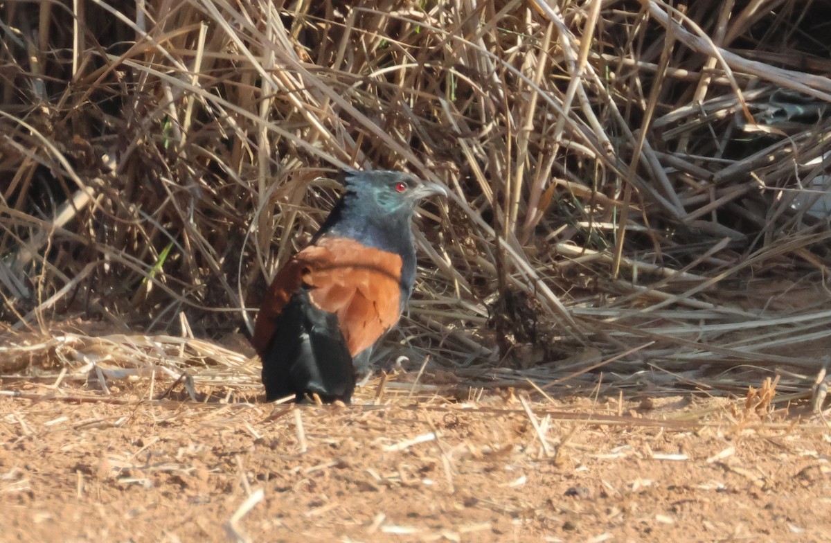 Greater Coucal - ML612486428