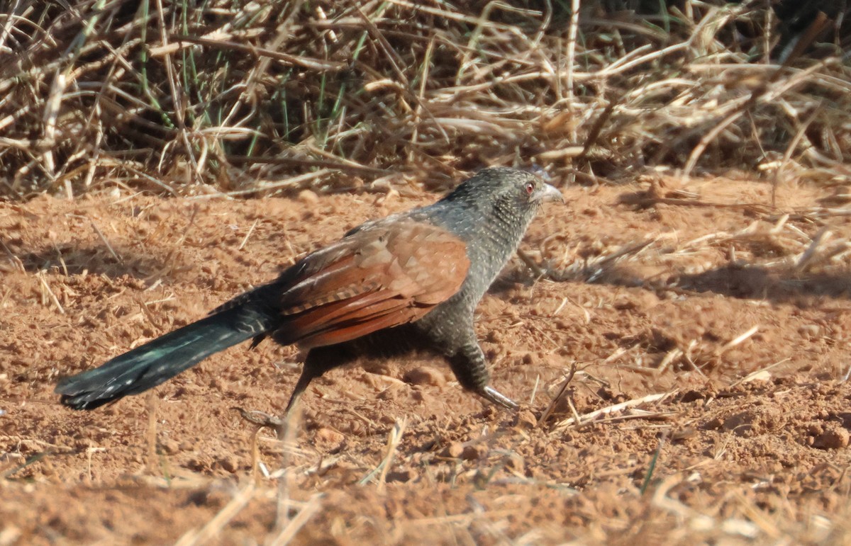 Greater Coucal - ML612486429