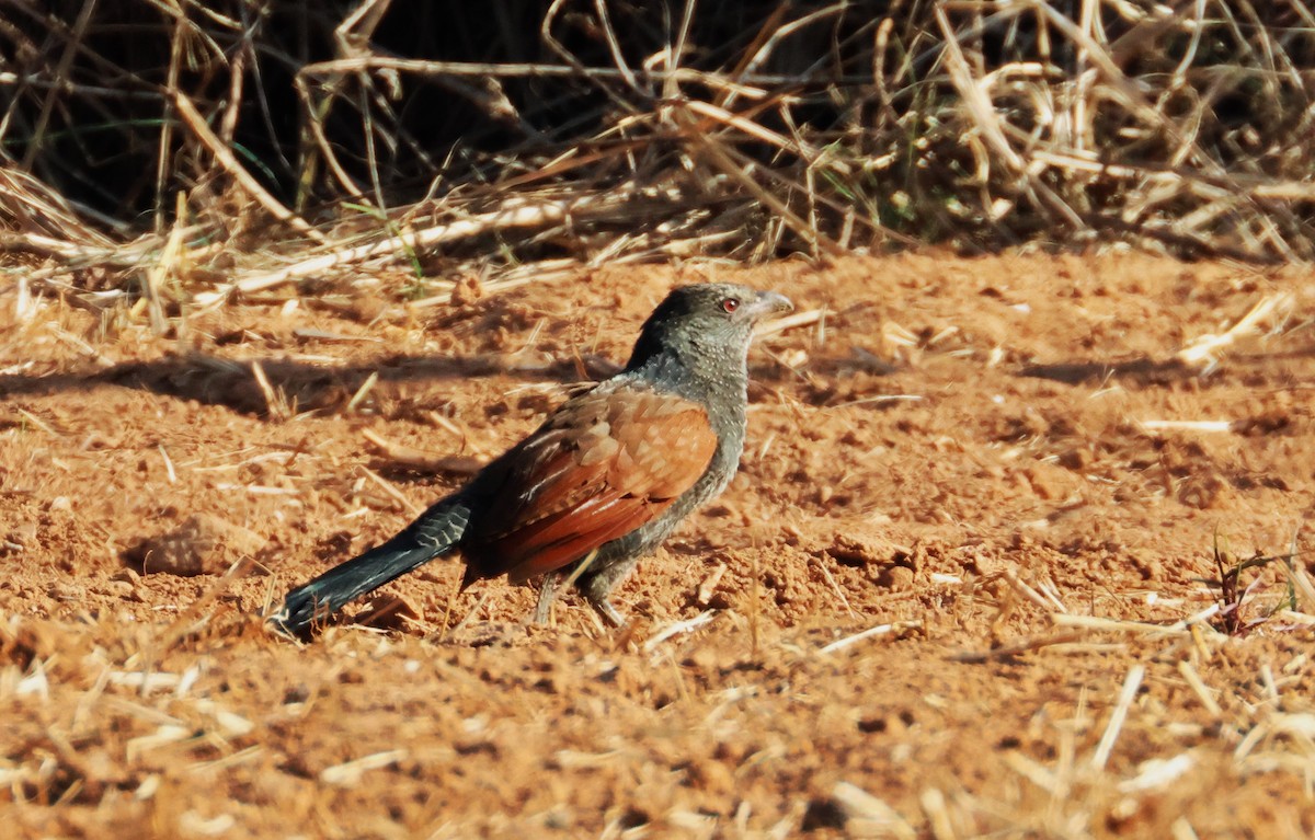 Greater Coucal - 尤 俊華