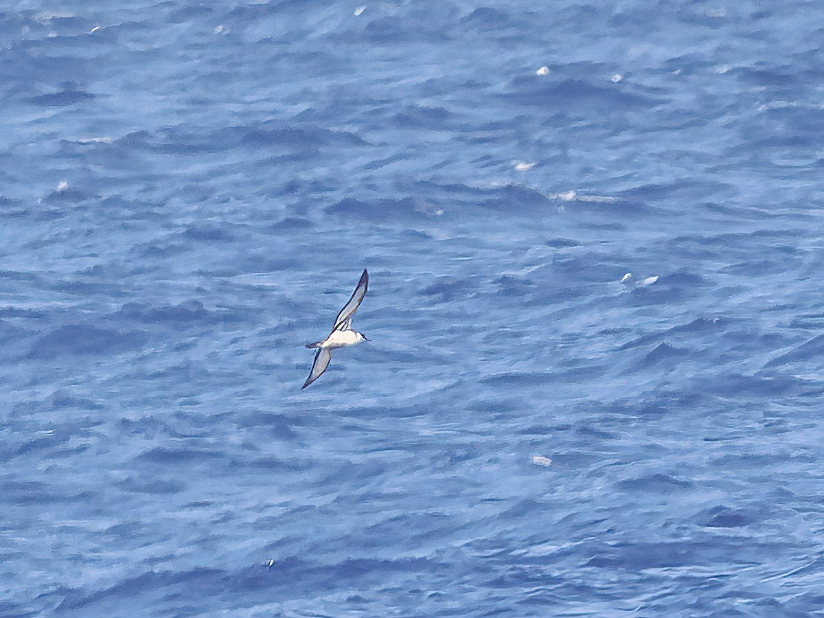 Great Shearwater - ML612486458