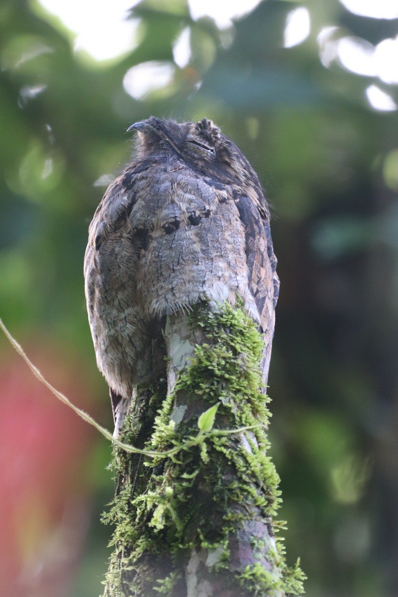 Common Potoo - ML612486464