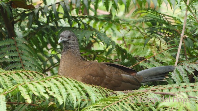 Ortalide à tête grise - ML612486516