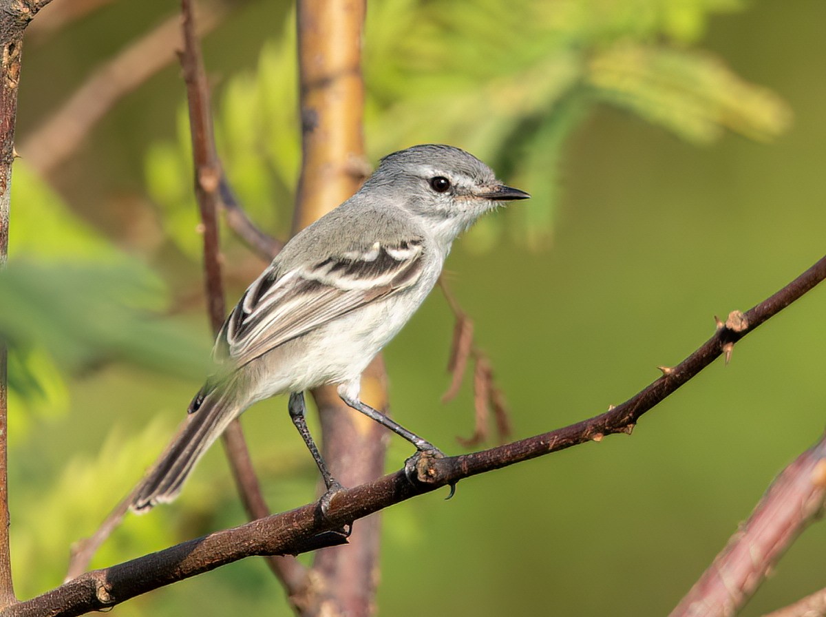 White-crested Tyrannulet - ML612486526