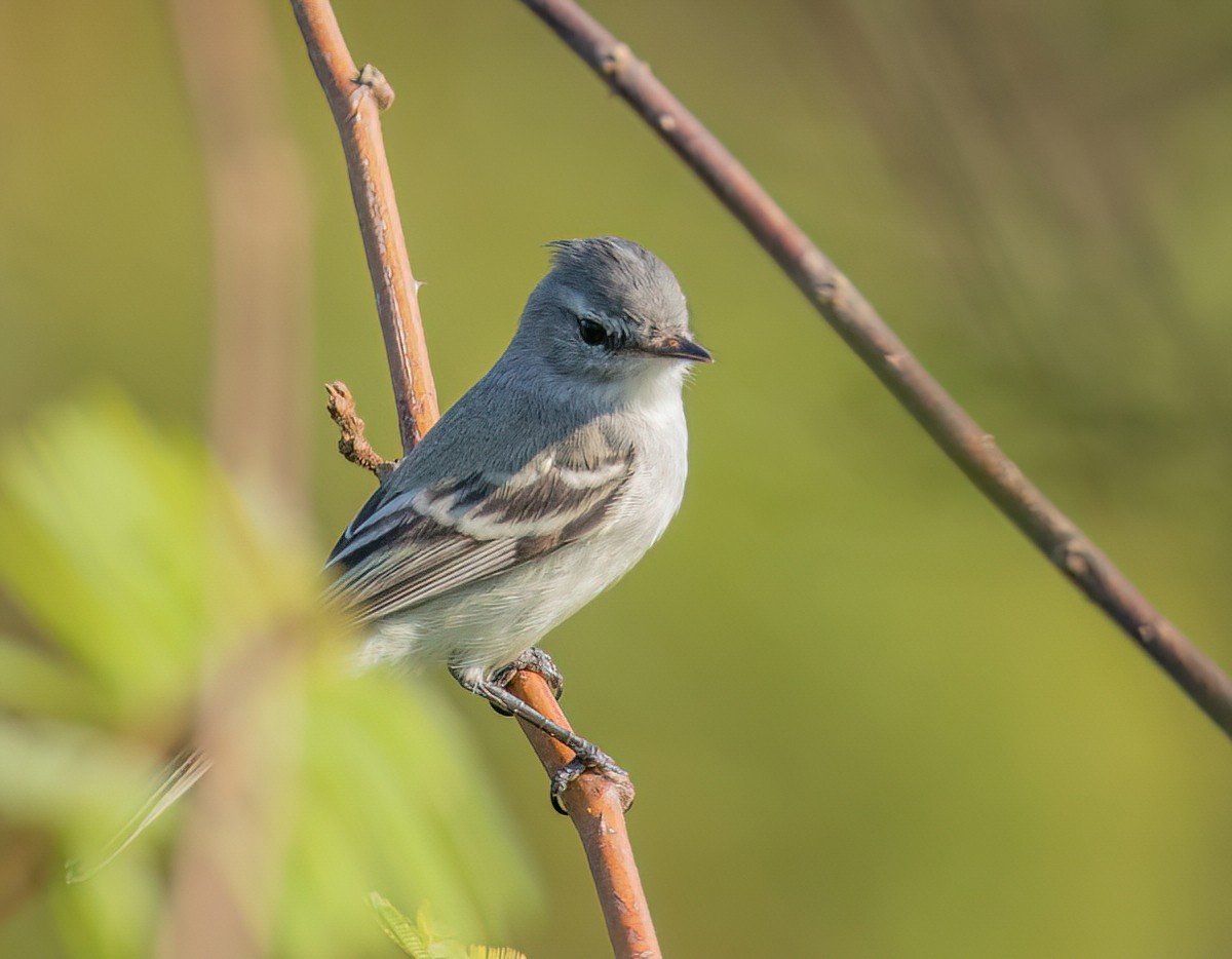 White-crested Tyrannulet - ML612486528