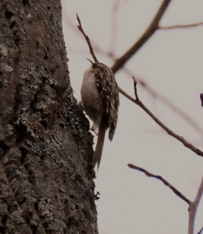 Brown Creeper - ML612486549