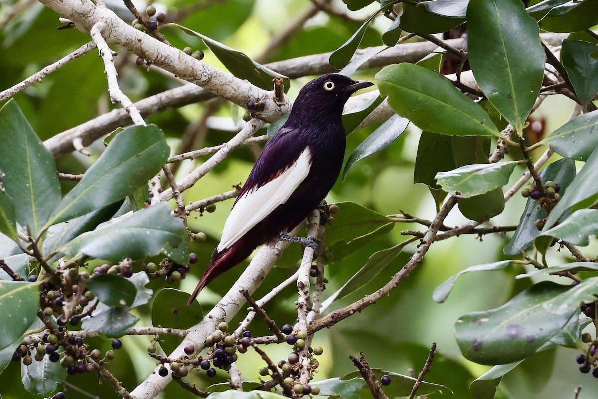 Cotinga porphyrion - ML612486627