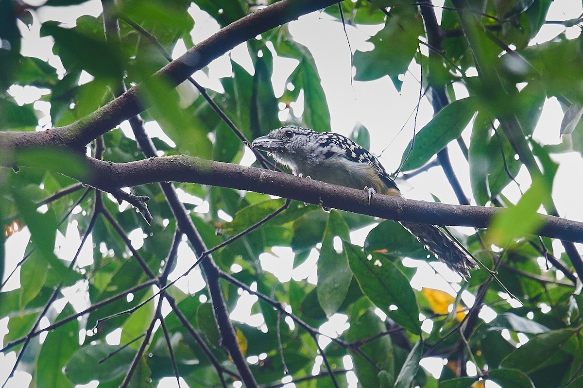 Spot-backed Antshrike - ML612486684