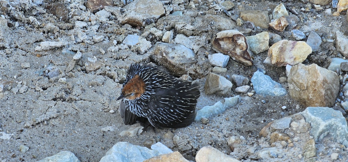 Striped Flufftail - ML612486745