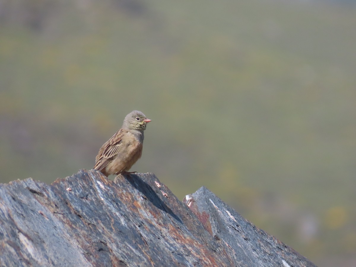 Ortolan Bunting - ML612486783