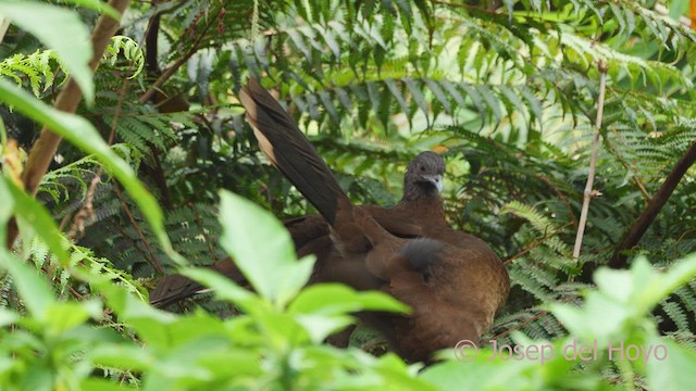 Ortalide à tête grise - ML612486836