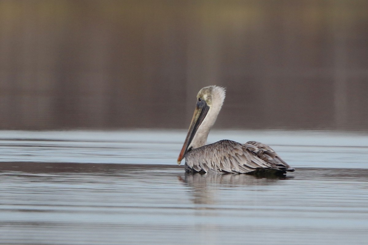 Brown Pelican - Natalie Bailey