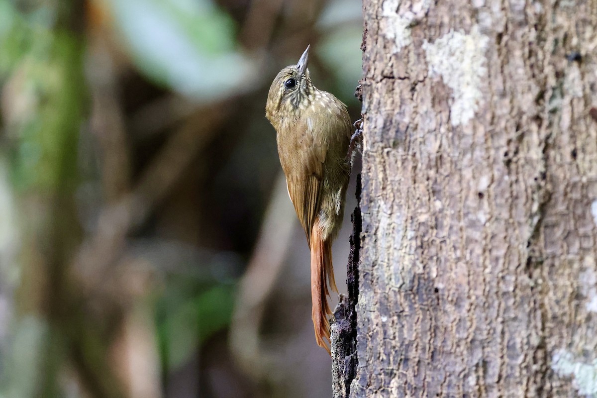 Wedge-billed Woodcreeper (cuneatus Group) - ML612486861