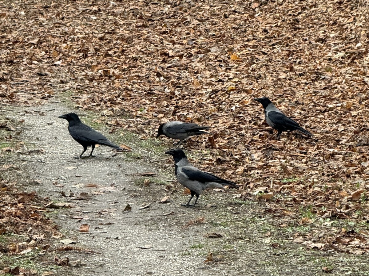 Hooded Crow - ML612486903