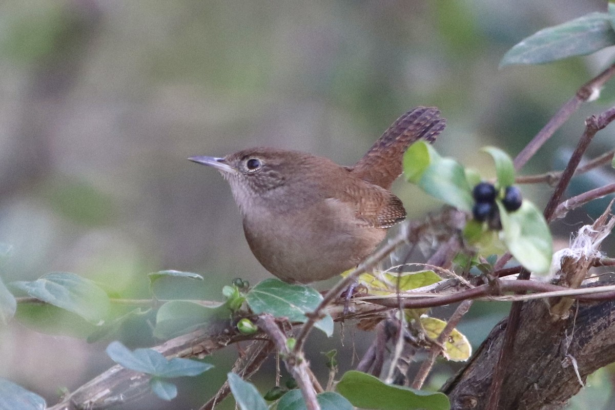 House Wren - ML612486917