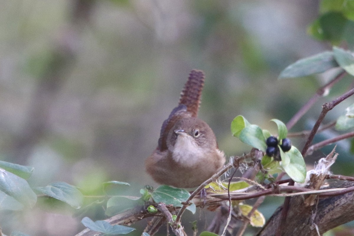 House Wren - Natalie Bailey