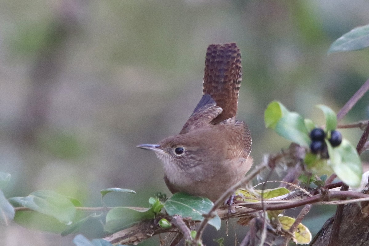 House Wren - ML612486920