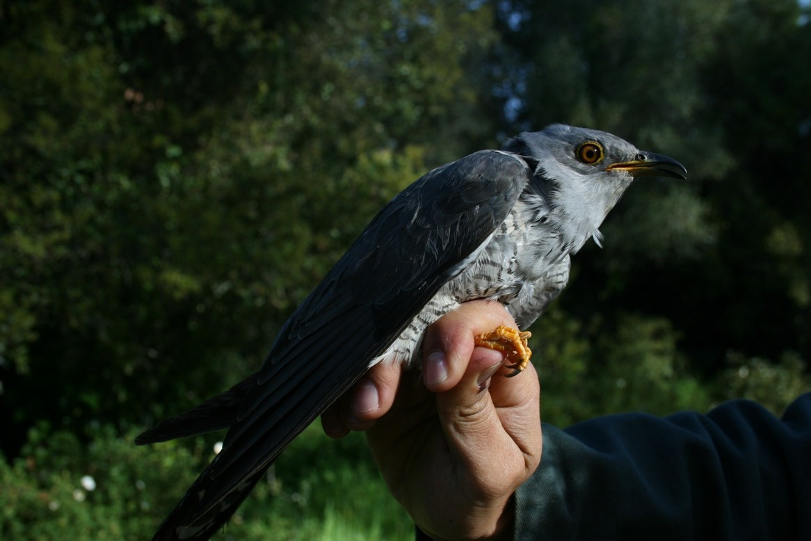 Common Cuckoo - ML612486921