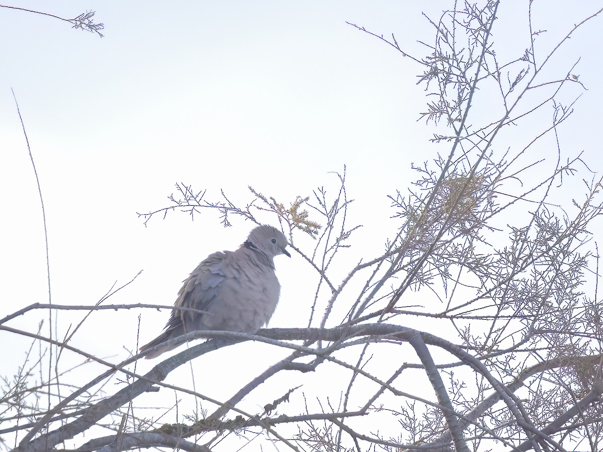 Eurasian Collared-Dove - Olivier Coucelos