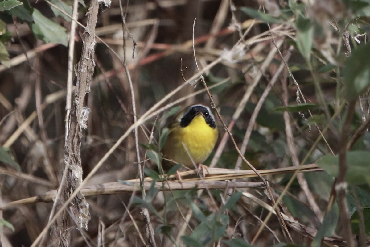 Common Yellowthroat - ML612486940