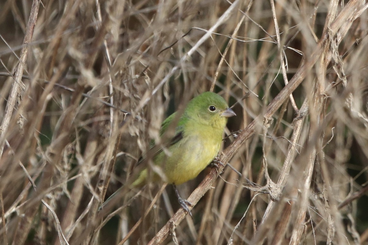 Painted Bunting - ML612486945