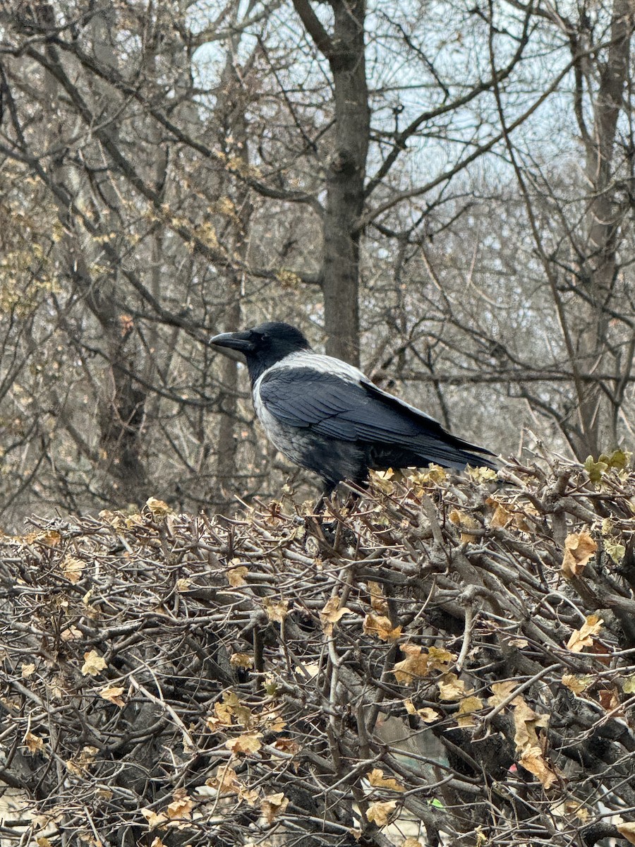 Hooded Crow - ML612486960