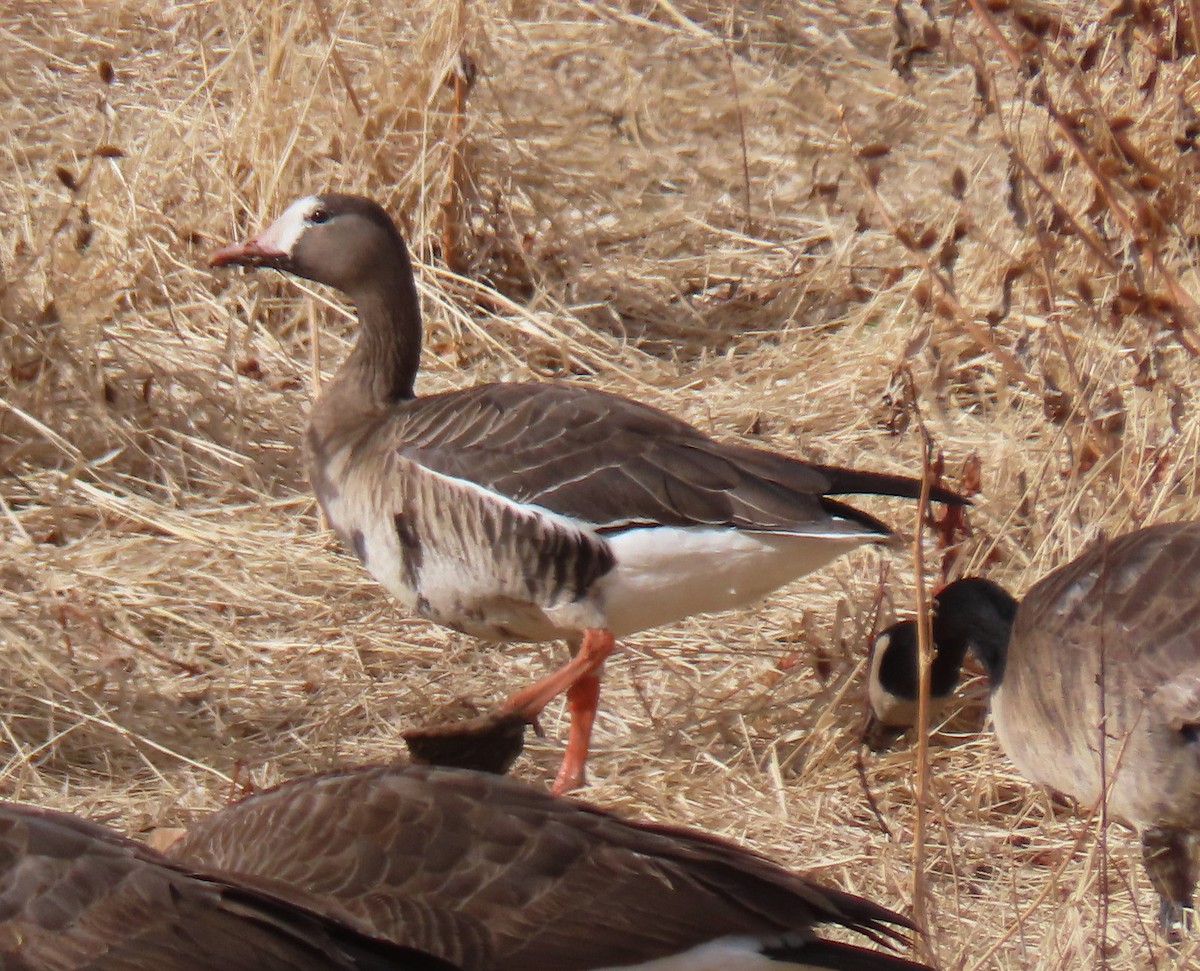 Greater White-fronted Goose - ML612486964