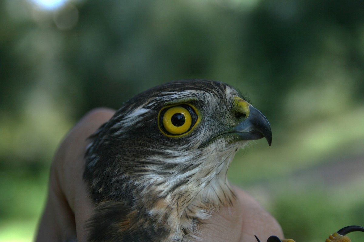 Eurasian Sparrowhawk - ML612486974